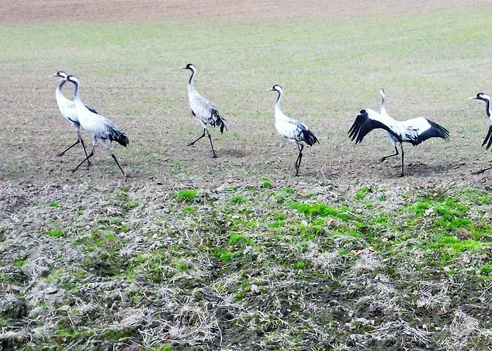 דירה Marina Ilavia - Przy Jeziorze, Ogrodek, Garaz Podziemny, Winda, Klimatyzacja, 2xtv Z Netflix